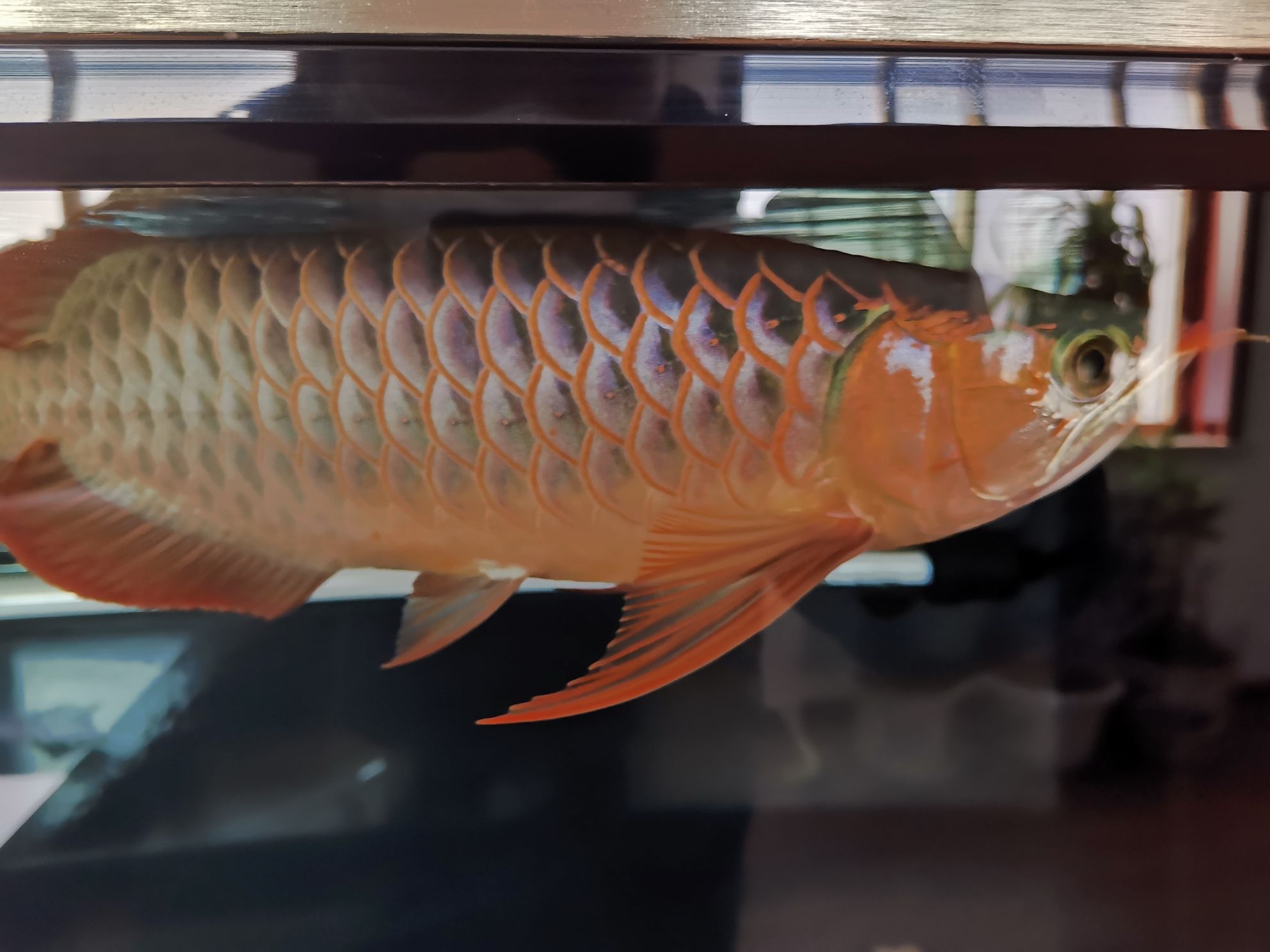 中山水族批发市场记录一下2月3日 观赏鱼水族批发市场 第5张