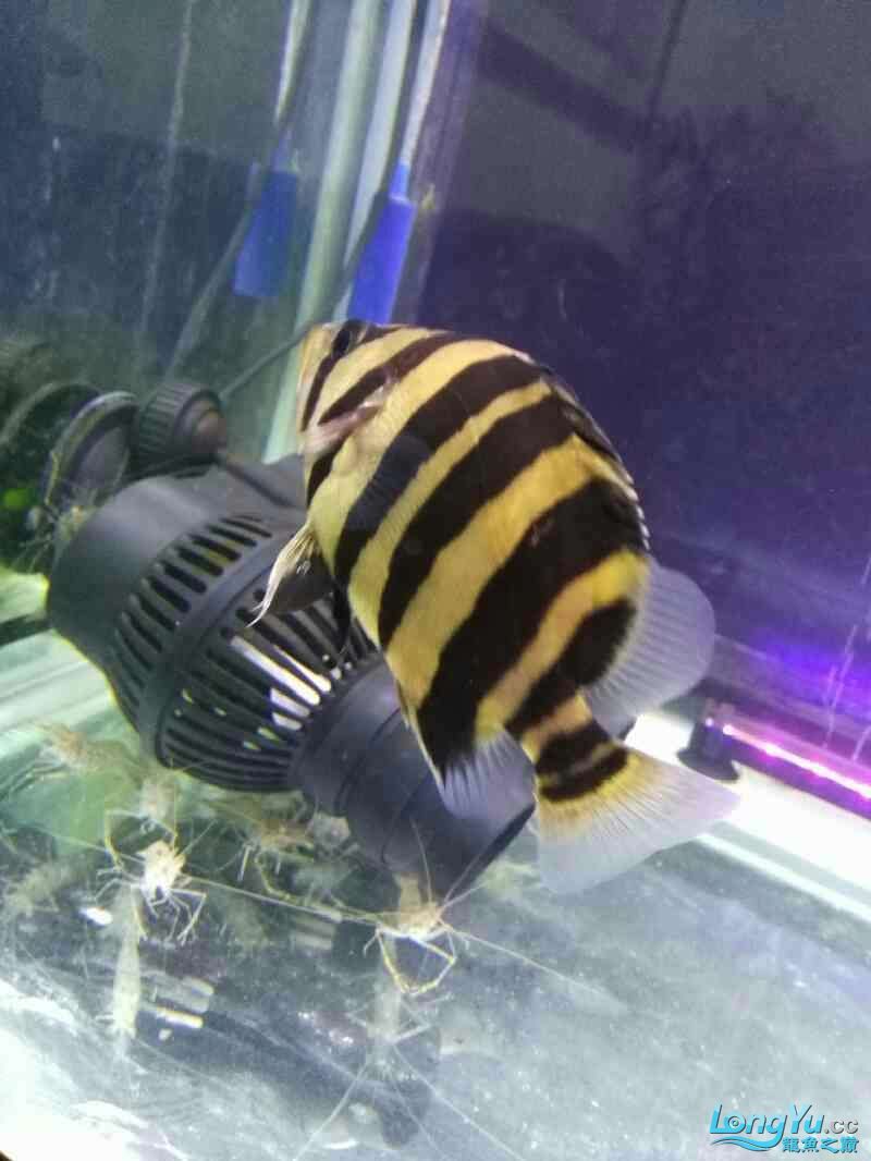 东营水族馆龙虎凤昨天一斤河虾下缸今天鱼状态很好