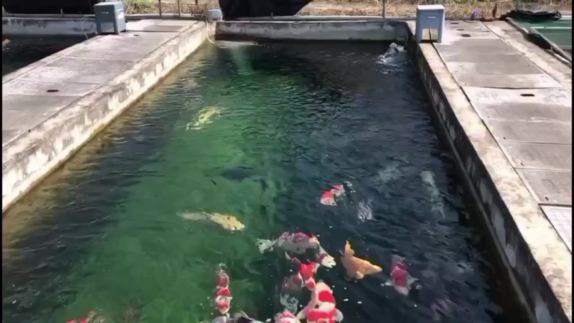 昭通水族批发市场日常分享一