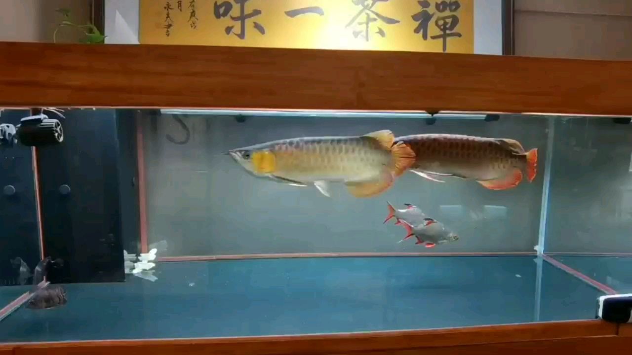 乌海水族馆看谁被先干趴下