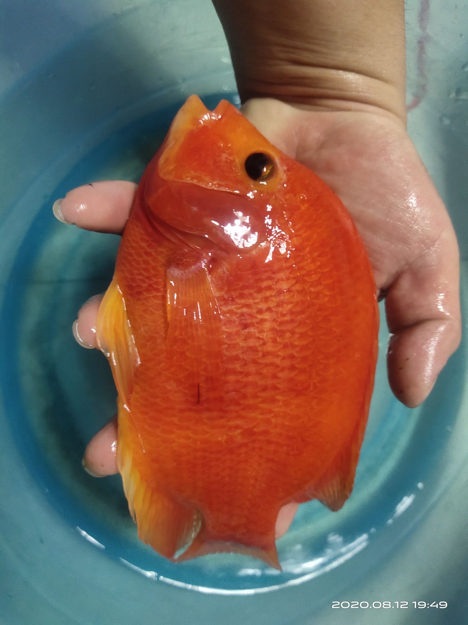 连云港水族馆新到家的两条