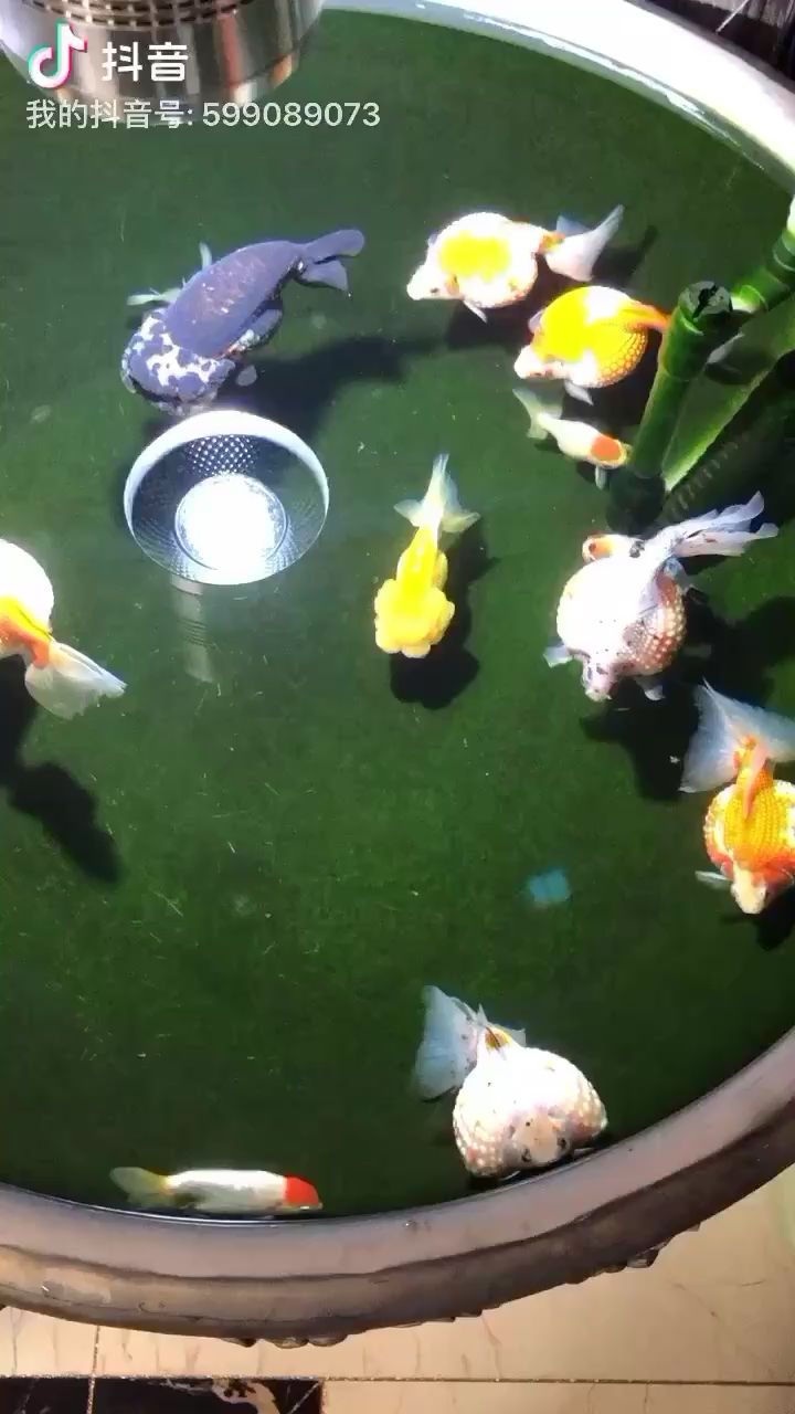 合肥水族馆晚上没事别出去瞎逛～