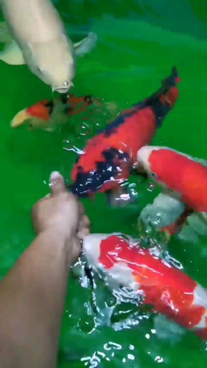 衡水水族馆还是老鱼感情深一点