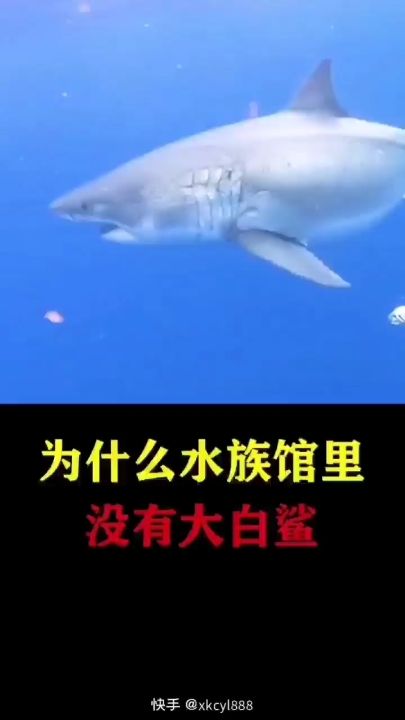 为什么水族馆没有大白鲨