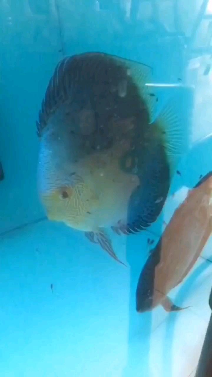 通化水族馆有苗