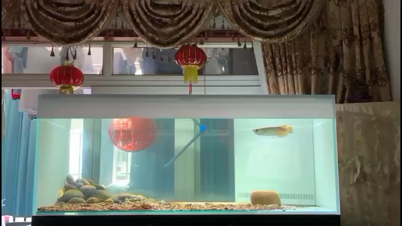 南宁水族馆赐名龍八一