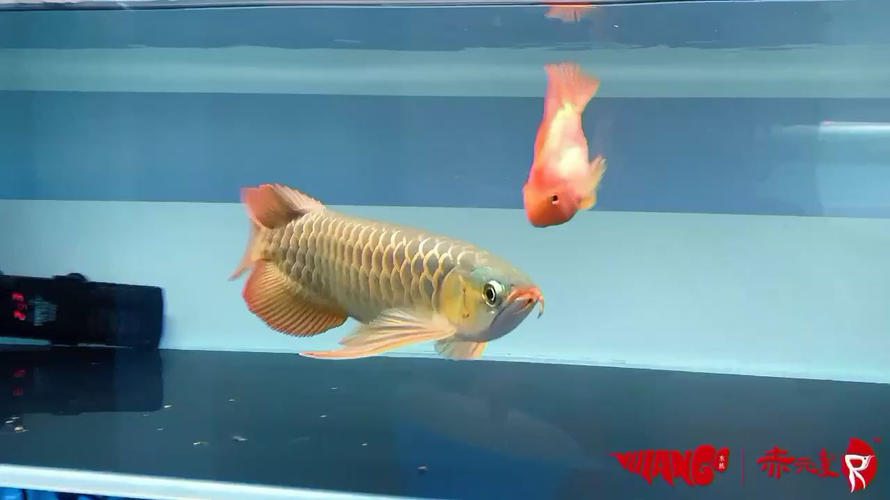 安顺水族馆放漏