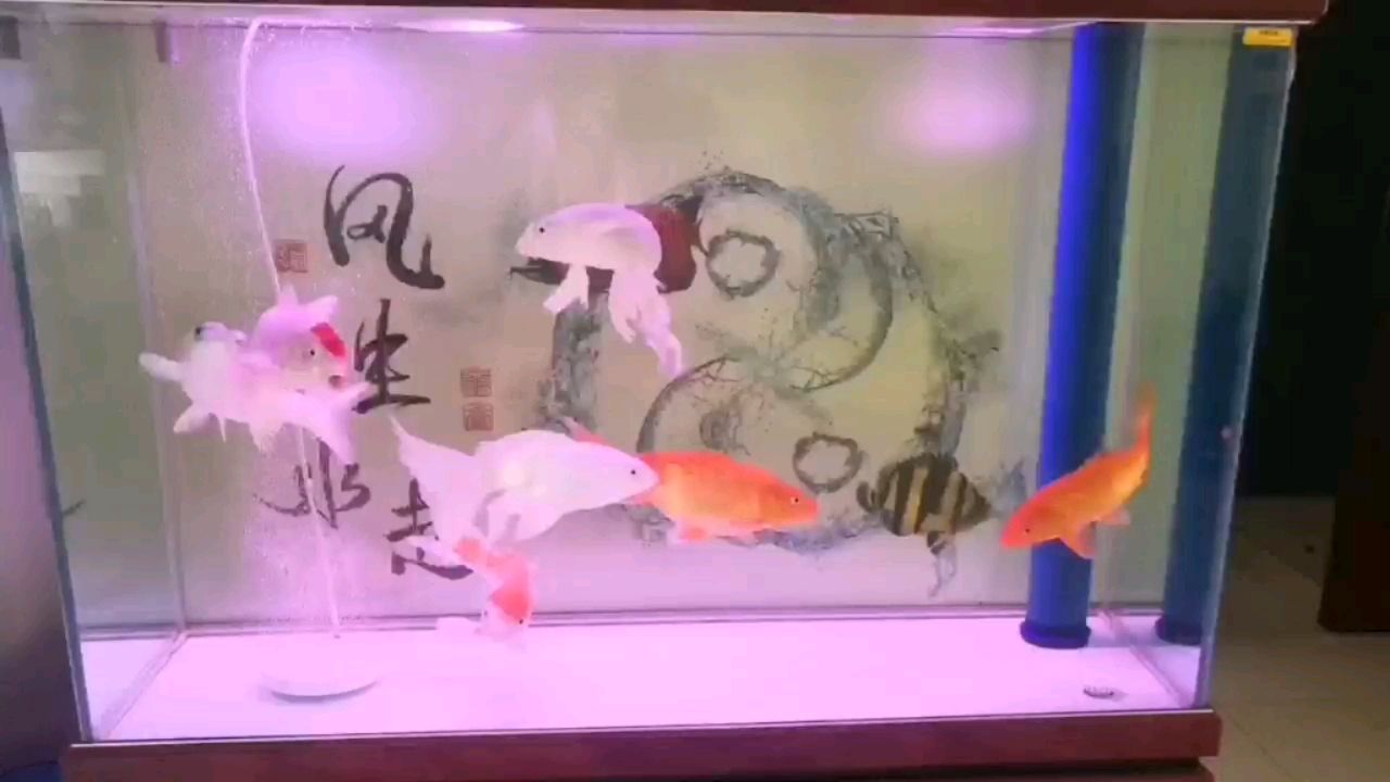 西宁水族馆每日一贴