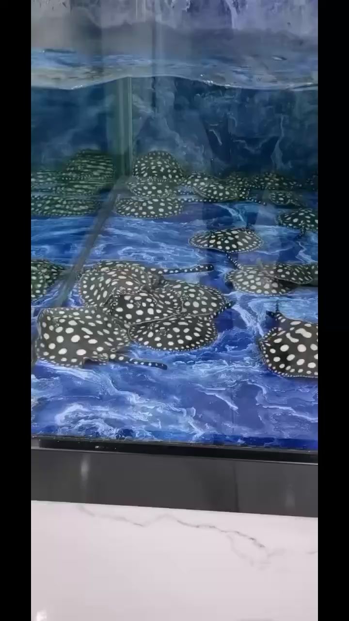 惠州水族馆盘子来了