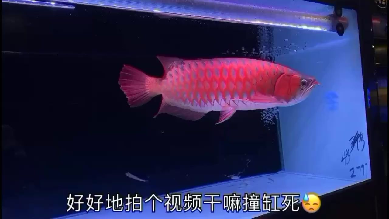 拍个自尽了