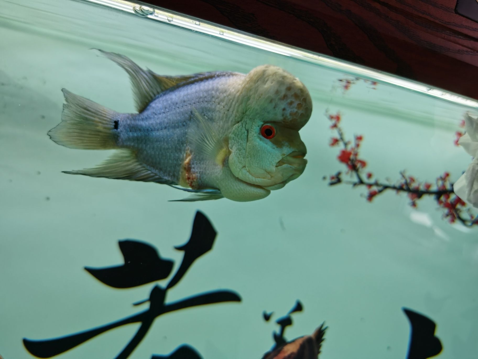 阿克苏水族馆罗汉烂身脱肛 白子银版鱼 第2张