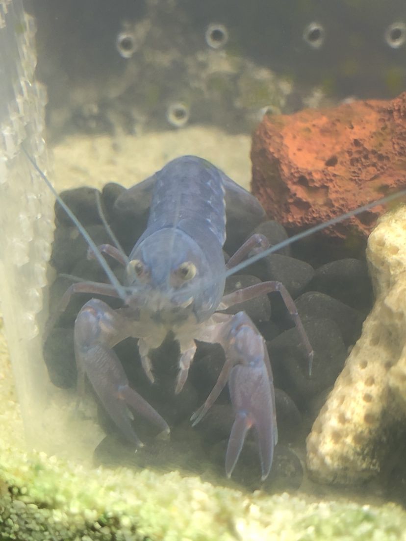 常州水族馆兄弟们请问这鳌虾是什么品种呢