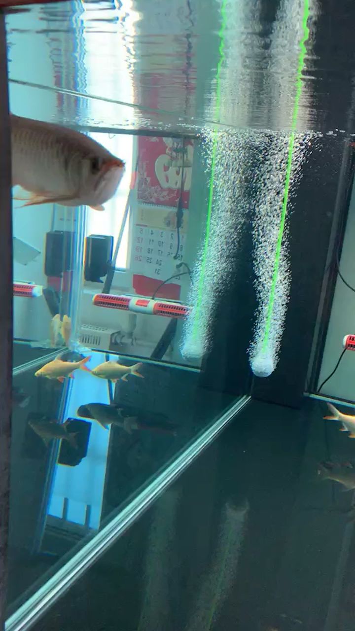 滁州水族馆水这么清需要换水