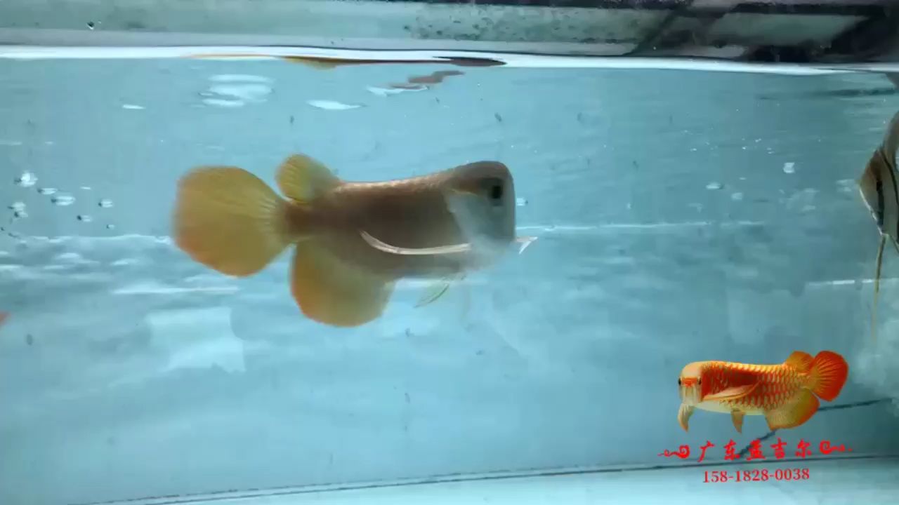 定西水族馆孟吉尔红外线F1短身大旗巨胸