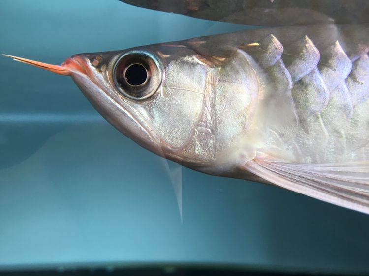 北京水族馆精选小红龙