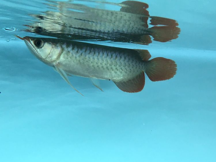 北京水族馆精选小红龙 泰国雪鲫鱼 第5张