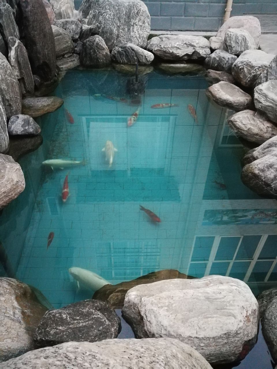 北海水族馆锦鲤池完工后的效果还差绿植啦