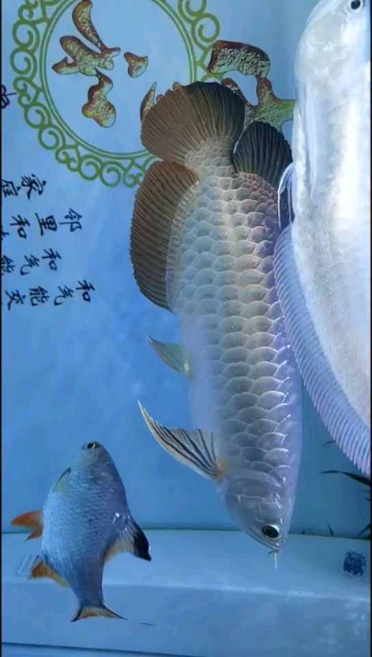 滁州水族馆是不是过背金龙？