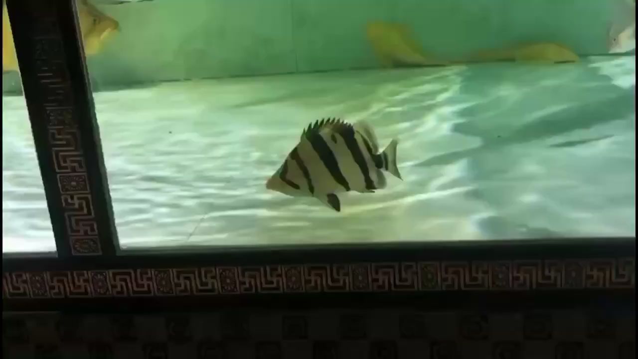 临汾水族馆广州康龍养鱼人