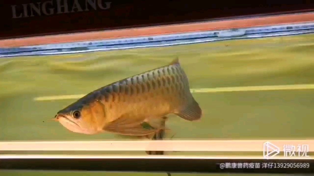 铁岭水族馆F1喂食走起