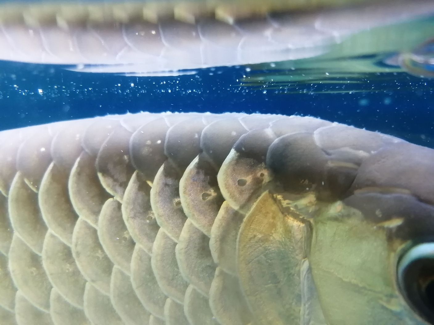 惠州水族馆求助大神