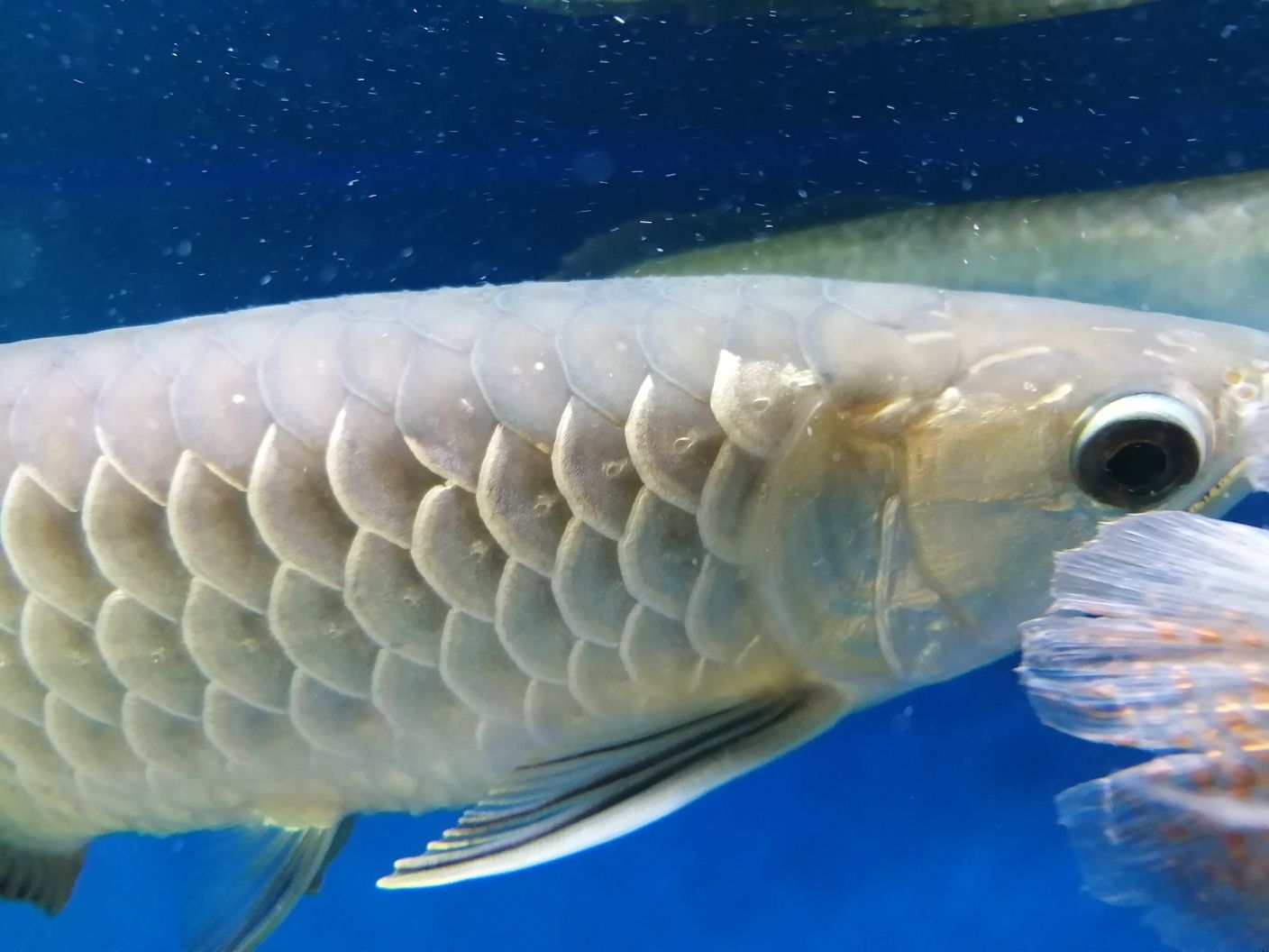 惠州水族馆求助大神