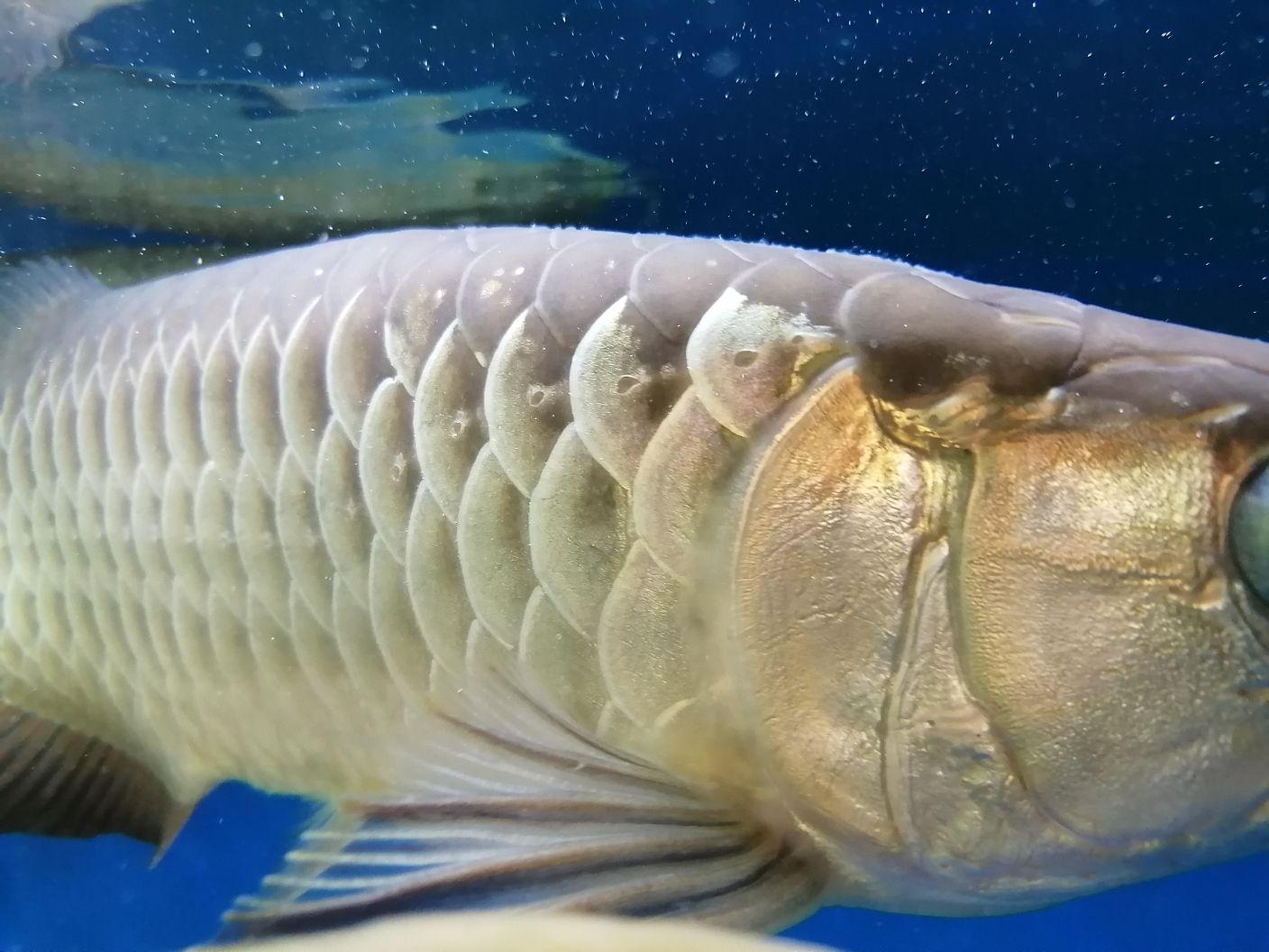 惠州水族馆求助大神