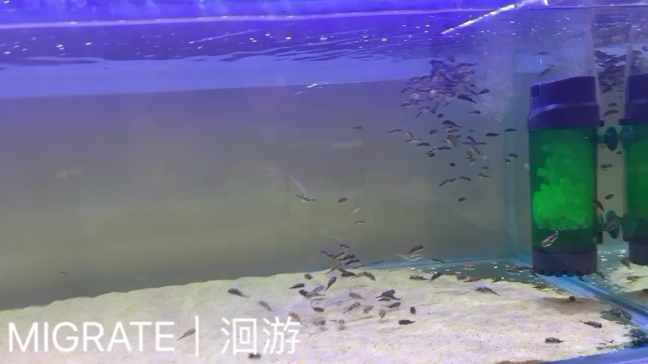 西双版纳傣族自治州水族馆阿拉伯魨斑马狗头