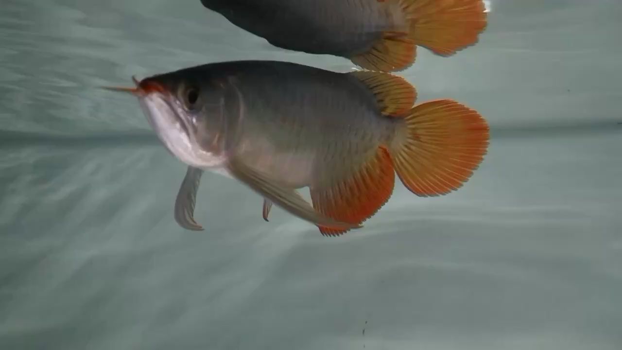 太原水族馆展现极致