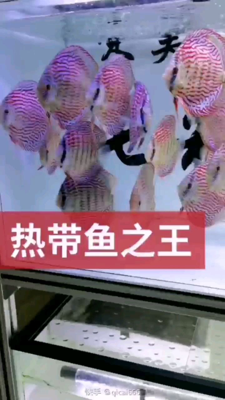 许昌水族馆热带鱼之王 银龙鱼苗 第2张