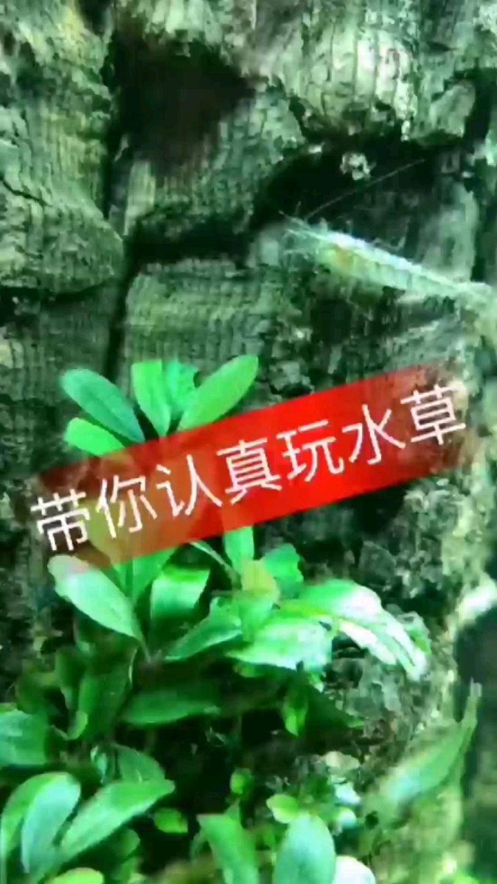 忻州观赏鱼市场好看的一抹绿