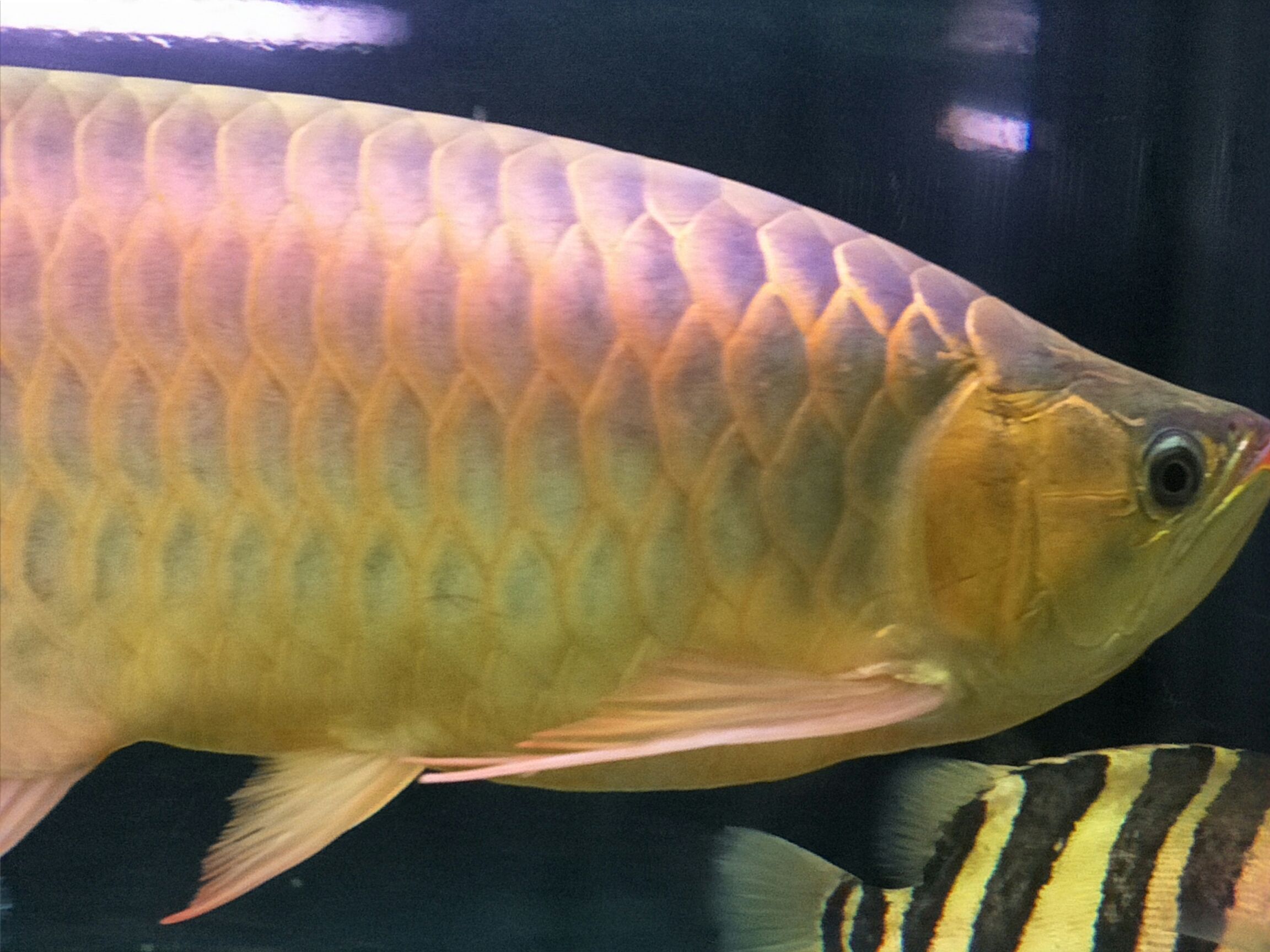 白城水族馆如一缕阳光般绚烂