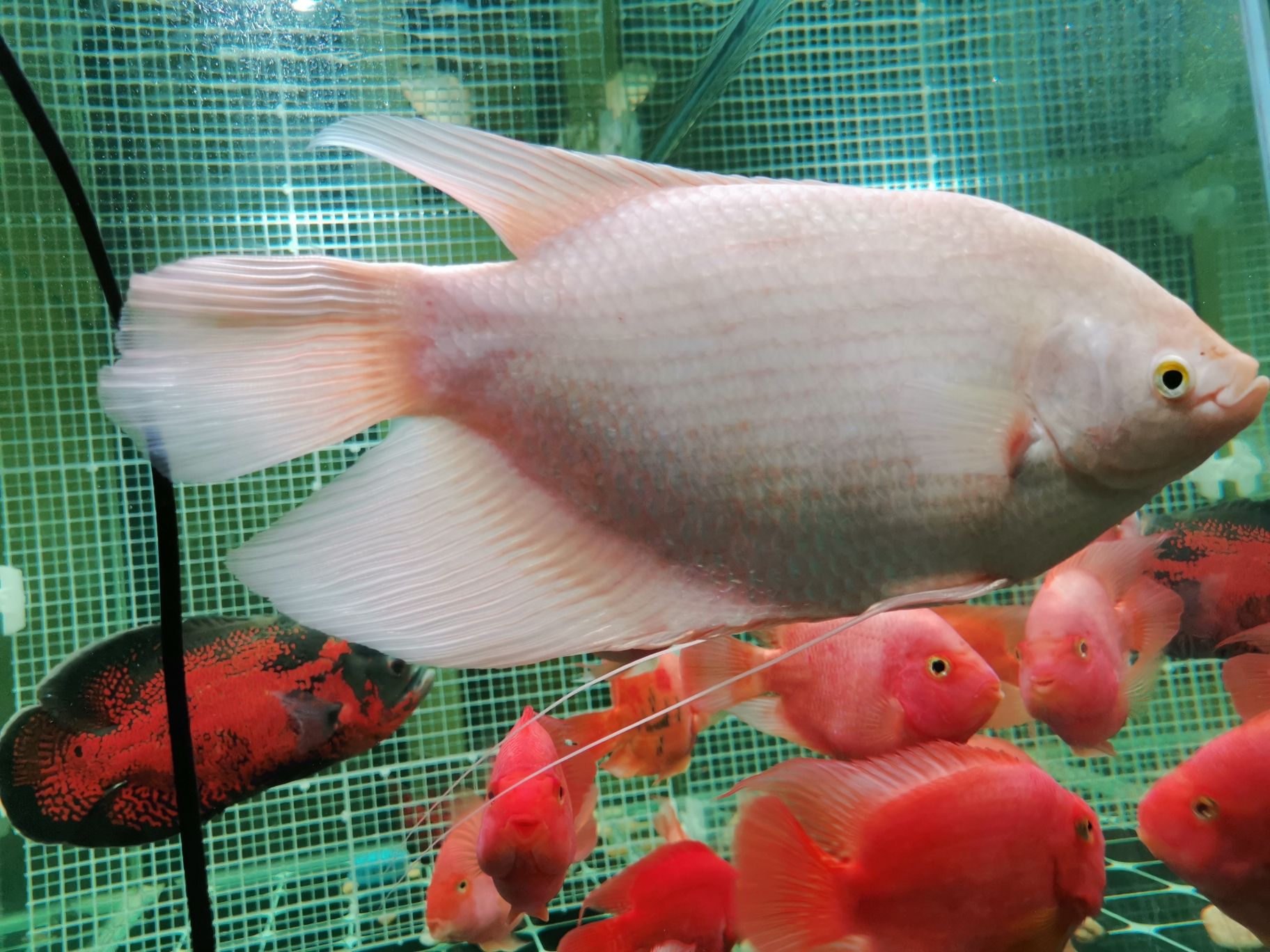 遂宁水族馆感觉还不错