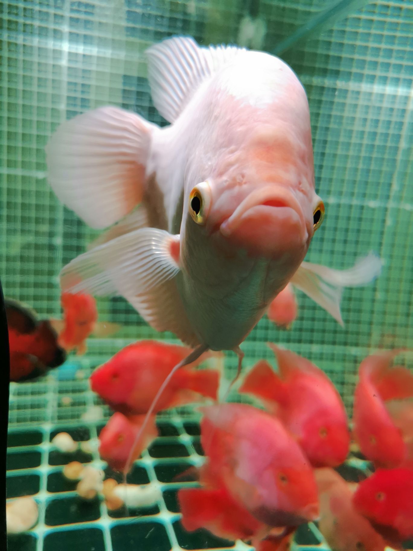 遂宁水族馆感觉还不错