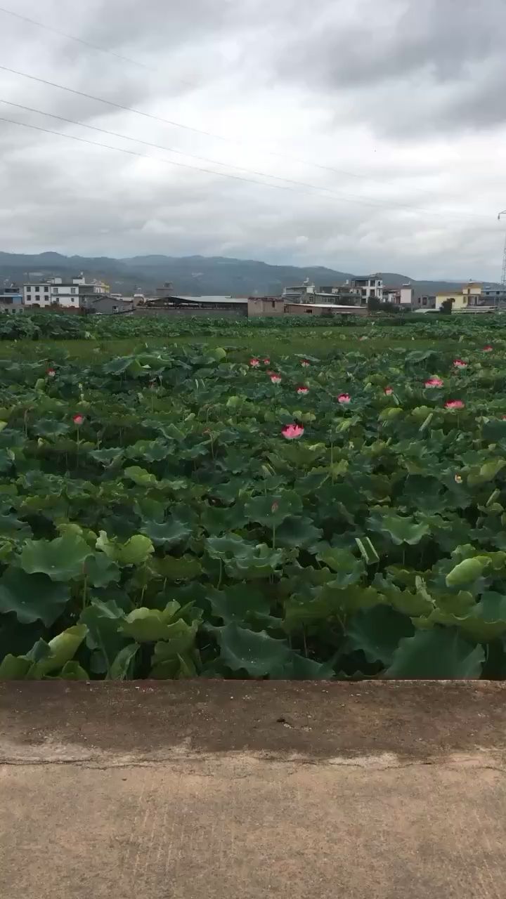 老家屋后随拍