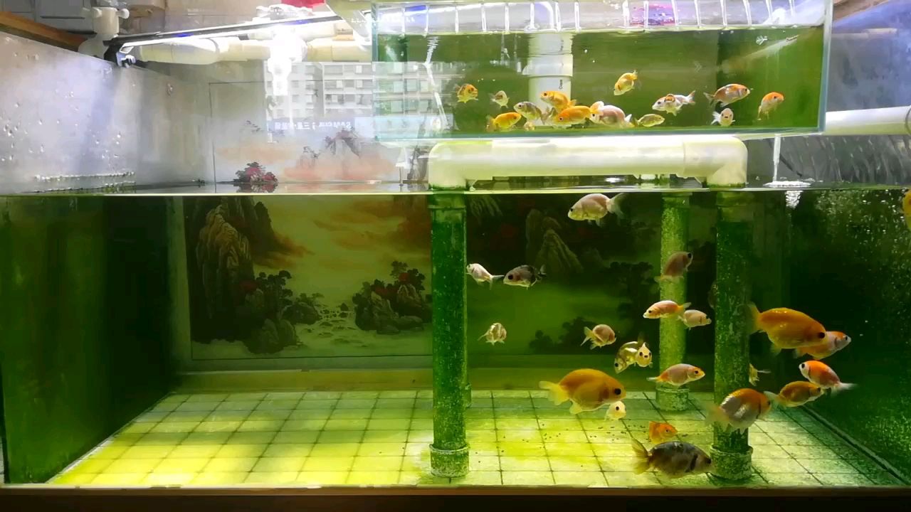 西双版纳傣族自治州水族馆签到