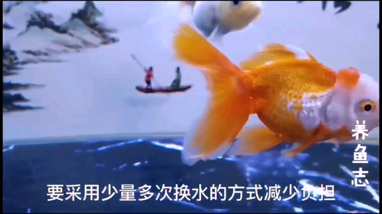 开缸养鱼之主鱼入缸