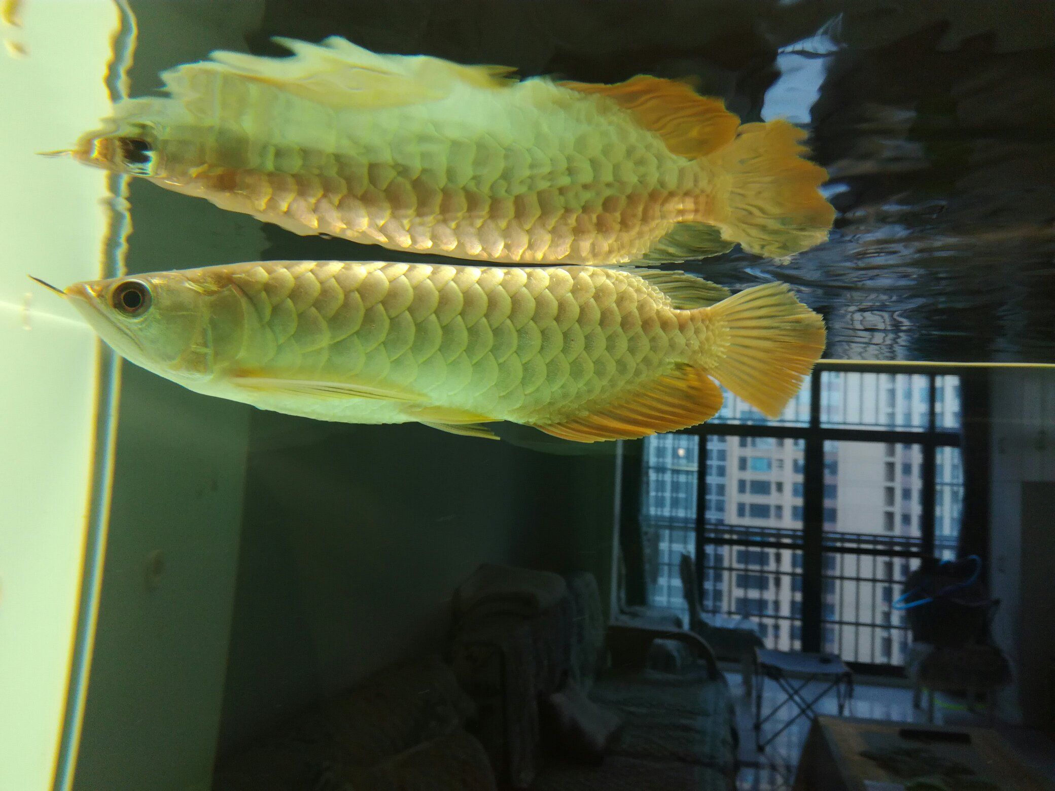 济南水族馆家有小龙没有出息的小龙 青龙鱼 第5张