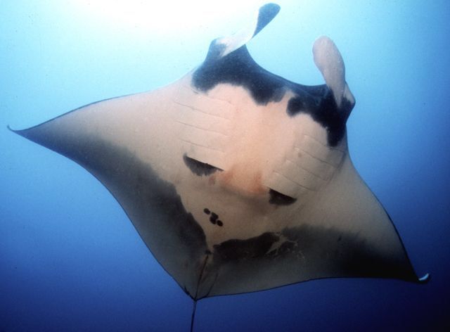 铜仁水族馆双吻前口蝠鲼