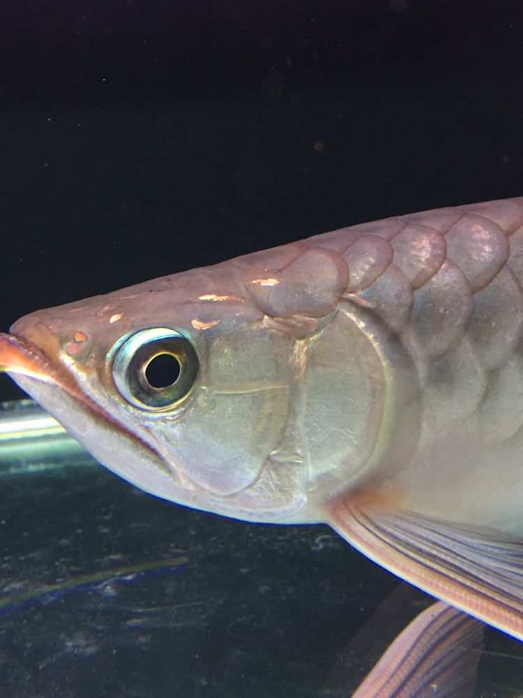 北京水族馆天天给你吃新鲜河虾都不发色