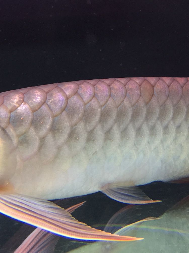 北京水族馆天天给你吃新鲜河虾都不发色