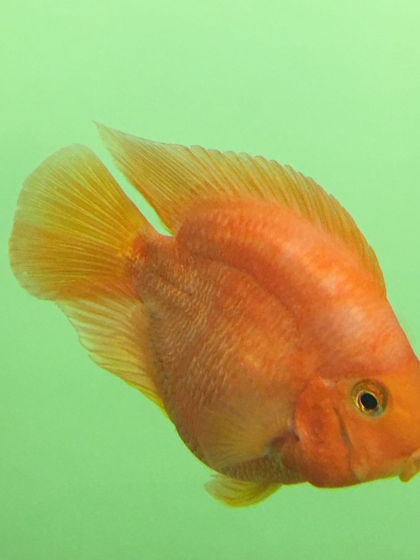 甘孜藏族自治州水族馆鹦鹉鱼颜色问题