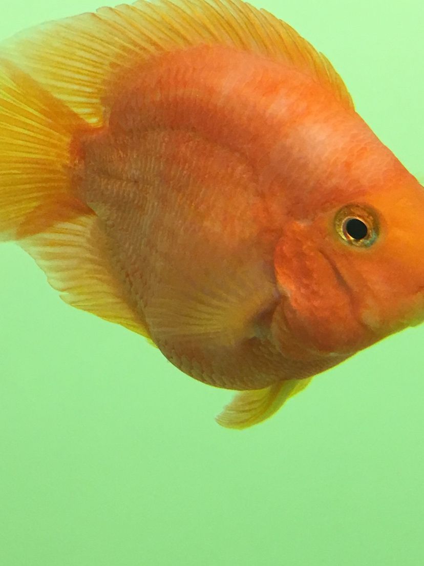 甘孜藏族自治州水族馆鹦鹉鱼颜色问题