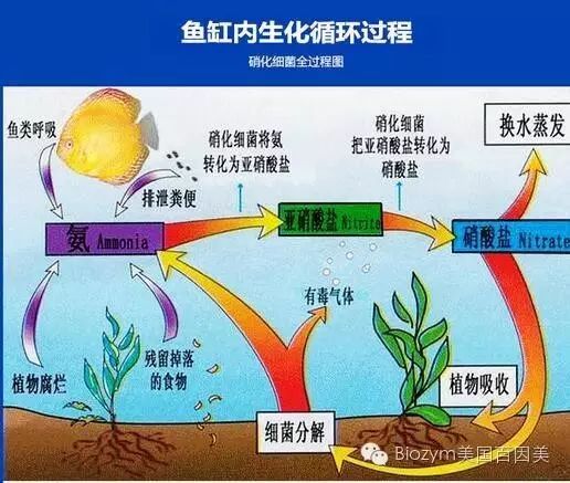 了解硝化细菌的误区吗？