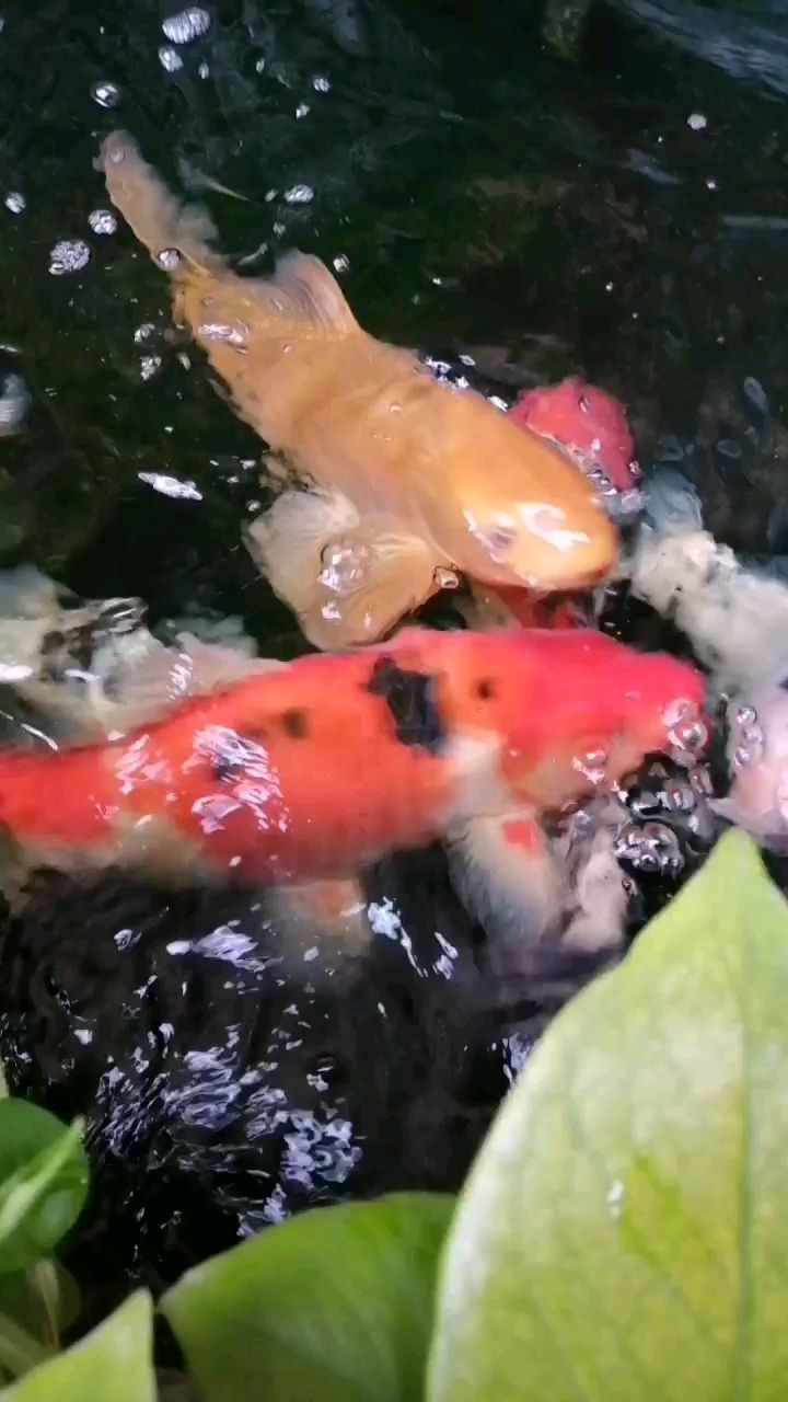 岳阳观赏鱼市场秋膘