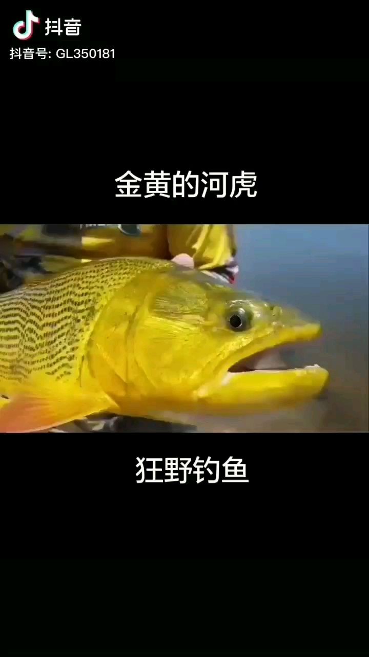 近距离观赏