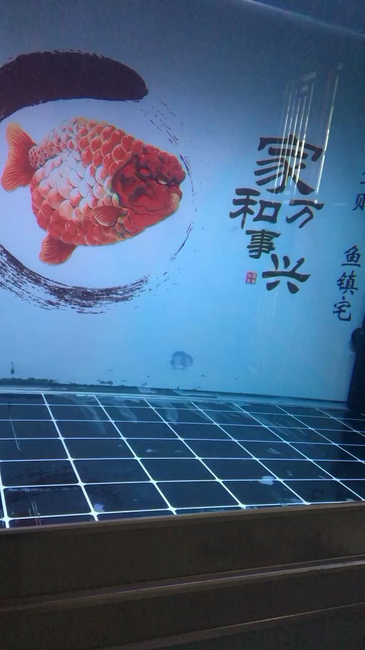 廊坊水族馆泰金罗汉