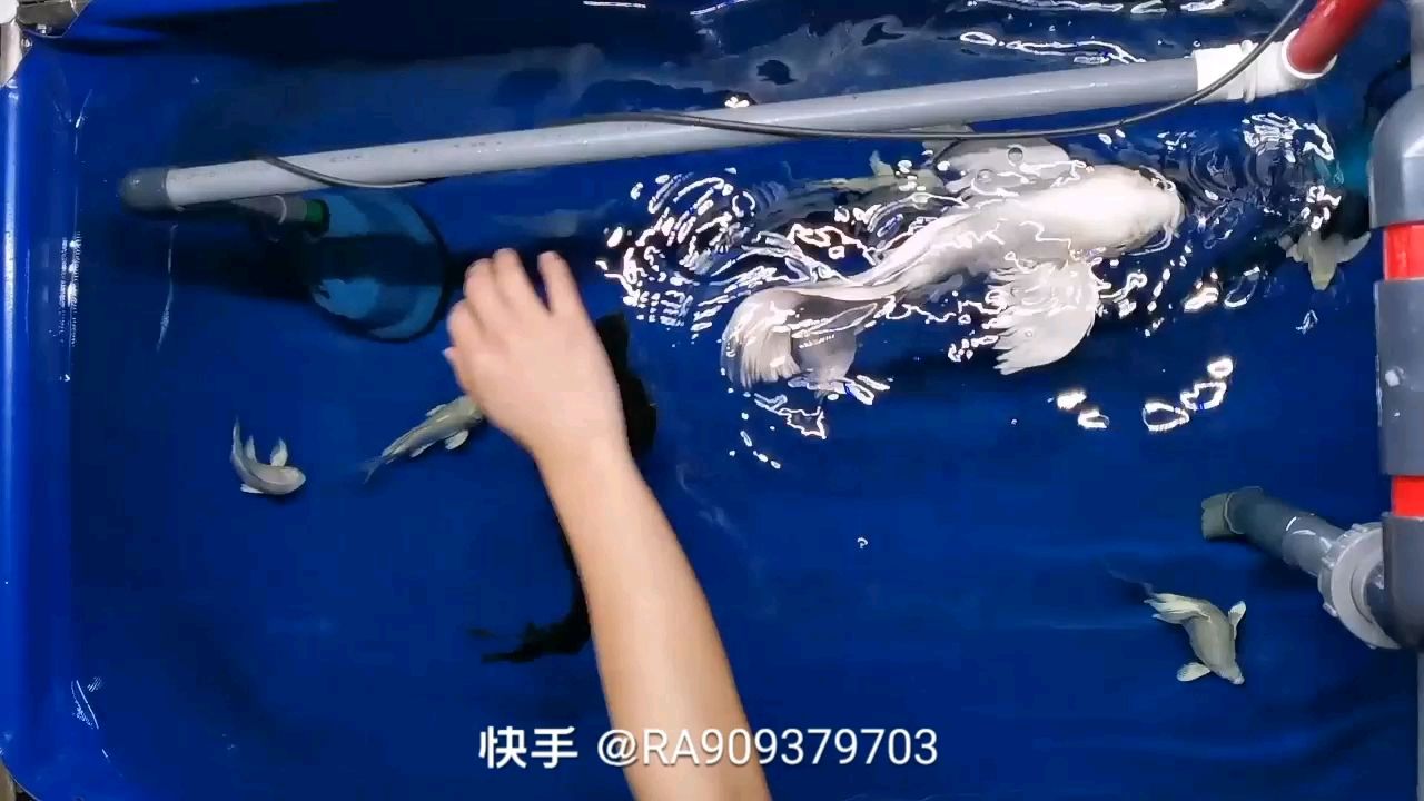 大连水族馆蝴蝶鲤——戏水遛鱼