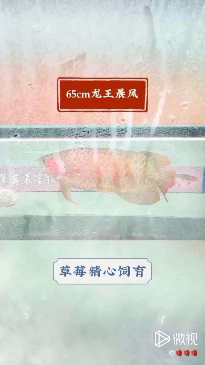 这才是红龙该有的颜色