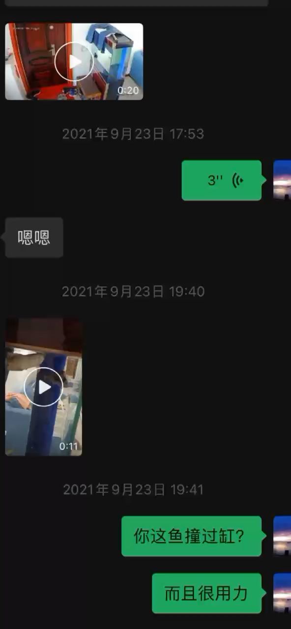 它经历了立鳞掉尾急性肠炎趴缸可它不信命